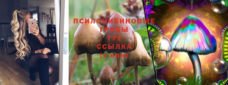 Псилоцибиновые грибы Psilocybe  Улан-Удэ 